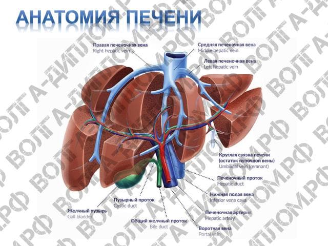 Роль печени в метаболизме веществ. Детоксикационная функция печени
