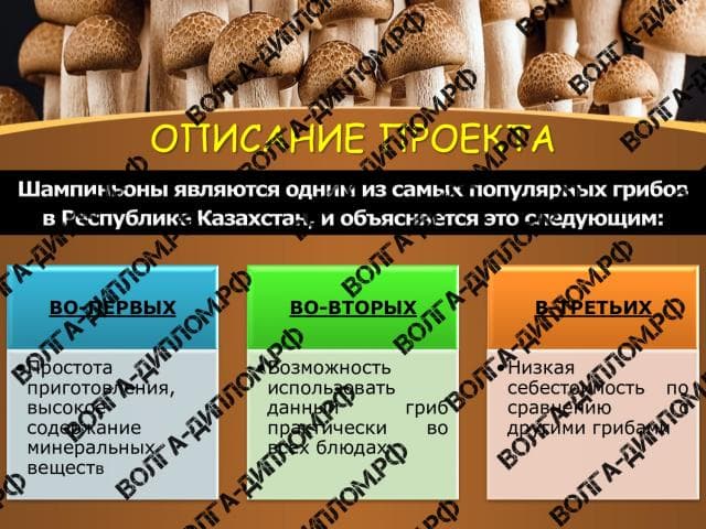Проектная работа Проектная работа