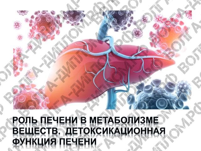 Роль печени в метаболизме веществ. Детоксикационная функция печени